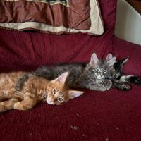 Cuccioli Maine Coon