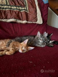 Cuccioli Maine Coon