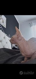 Gatto sphinyx