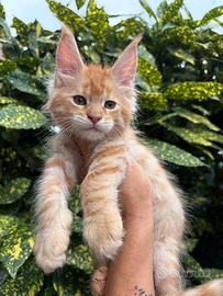Maine Coon