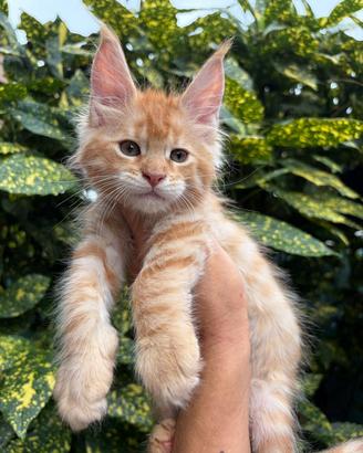 Maine Coon