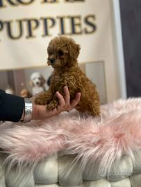 Barboncini nani Red promo