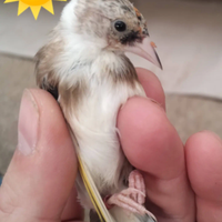 Cardellini taglia piccola ancestrali e Acianici