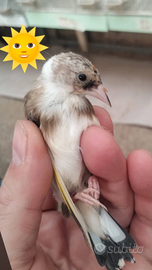 Cardellini taglia piccola ancestrali e Acianici