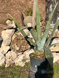 Piante grasse, ornamentali, agave screziata