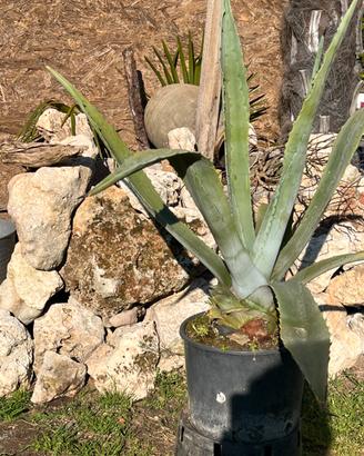 Piante grasse, ornamentali, agave screziata