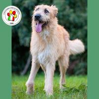 SIRIO sei una meraviglia