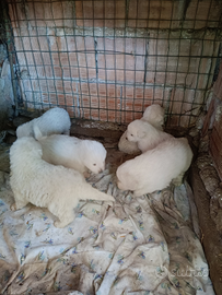 Cuccioli maremmano Abbruzzese