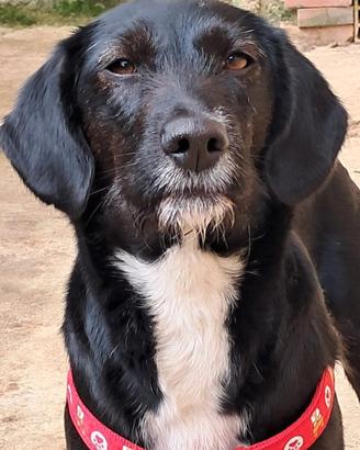 Cagnetta taglia medio piccola