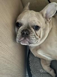 Bulldog Francese Blu Fawn Merle