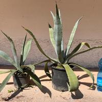 Piante Ornamentali Grasse Agave x arredo giardino