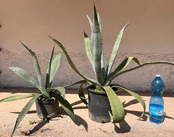 Piante Ornamentali Grasse Agave x arredo giardino