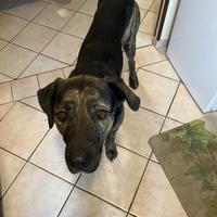 Incrocio tra labrador e corso