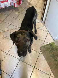 Incrocio tra labrador e corso