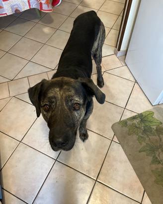 Incrocio tra labrador e corso