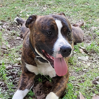 Amstaff monta