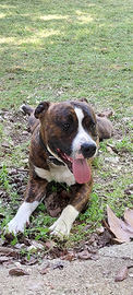 Amstaff monta