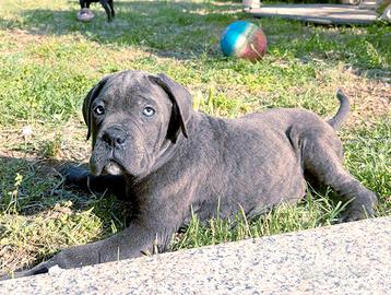 Cuccioli di Cane Corso grigio blue