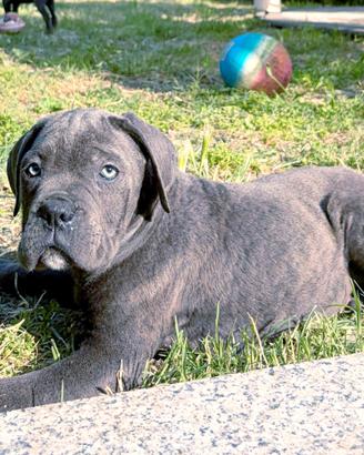Cuccioli di Cane Corso grigio blue