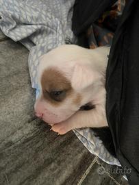 Jack Russell