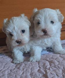 Maltese