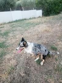 Border Collie