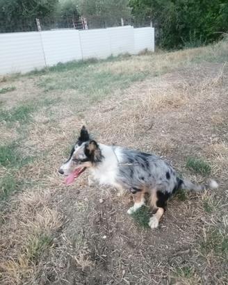 Border Collie
