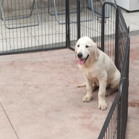 Golden Retriever con pedigree ENCI