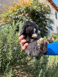 Ariete cuccioli conigli