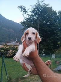 Cuccioli setter inglese