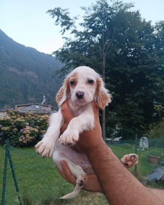 Cuccioli setter inglese
