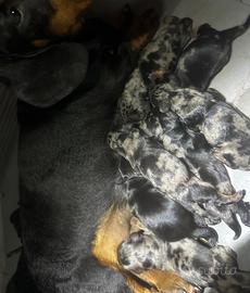 Cuccioli. Di bassotto nano e Kaninchen