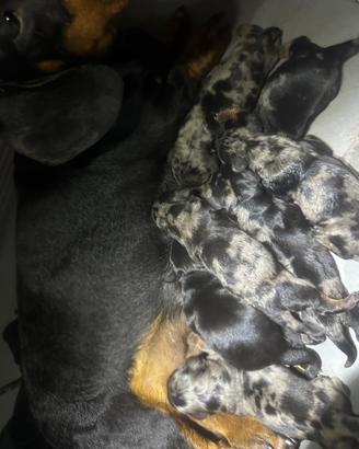 Cuccioli. Di bassotto nano e Kaninchen