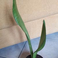 sansevieria "Moonshine"