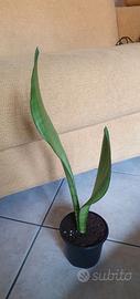 sansevieria "Moonshine"