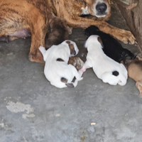 Cane segucci manammano