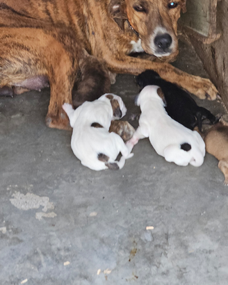 Cane segucci manammano