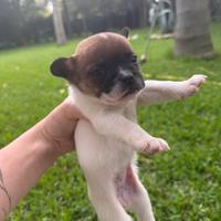 Vedo cuccioli bulldog francese