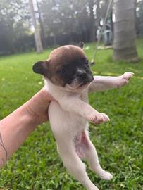 Vedo cuccioli bulldog francese
