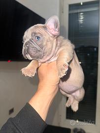 Bulldog francese