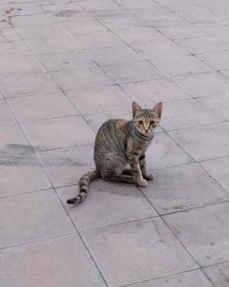 gattini 