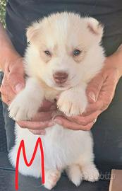 Cuccioli di siberian husky