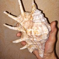 Conchiglia di Strombo ragno (Lambis).