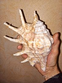 Conchiglia di Strombo ragno (Lambis).