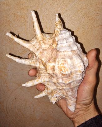 Conchiglia di Strombo ragno (Lambis).