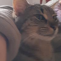 Dolce gattina sterilizzata e vaccinata Shelly