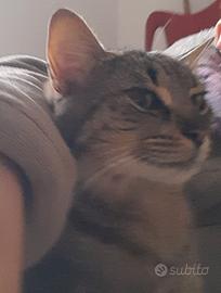 Gattina sterilizzata e vaccinata Shelly