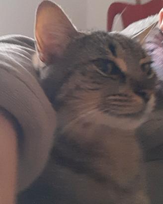 Gattina sterilizzata e vaccinata Shelly