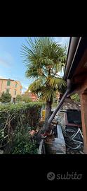 Palma da giardino