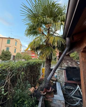 Palma da giardino